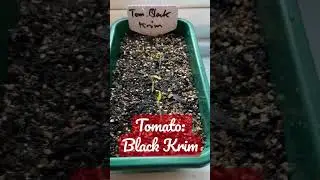Seed Saving Success!!! Heirloom Tomato - Black Krim