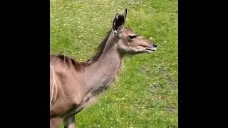 Kudu walking||Animal video||Kudu video||#shorts #kudus #walking
