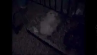 Hamster Squeaking and Being Adorable