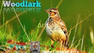 Woodlark