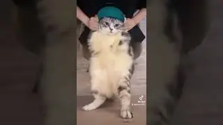 Cat dancing to girlfriend | Dancing cat hey hey you you