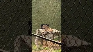 Mysore zoo/ #trending #subscribe #status #shortsvideo #viral #youtube #mysorezoo