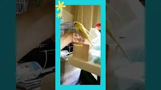 Budgie jumping in slow motion - Nilla the budgie