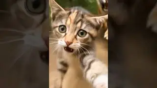 tiger catch the cat          #explore #shortvideo #aivdeo #youtube