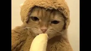 CAT eats BANANA dressed as MONKEY