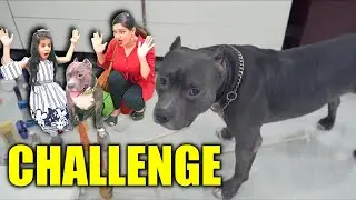 Guneet vs Brody Challenge | Funny Dog videos | Harpreet SDC