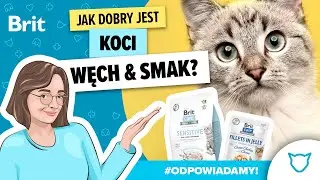 ODPOWIADAMY: Jak dobry jest koci węch i smak? - Brit Polska
