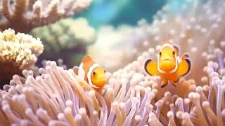 The Ultimate 4K Aquarium Experience | Mesmerizing Jellyfish, Colorful Corals & Rare Ocean Creatures