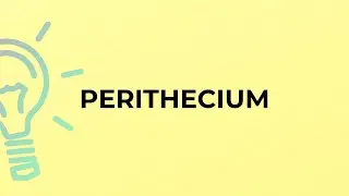 What is the meaning of the word PERITHECIUM?