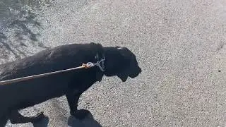 One of the reasons my guide dog was retired. Taking Arabella potty