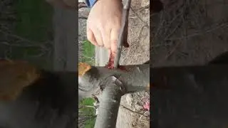 Matkap ile aşı yapımı