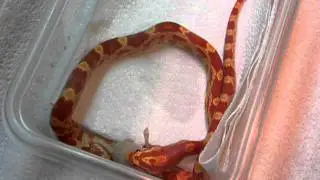 Amel corn snake eating fuzzie