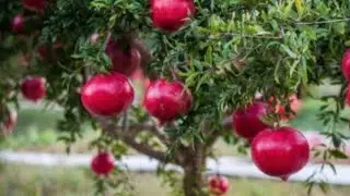 How To Grow Pomegranate Plants. Rot issue / Fruit Drops / Bigger Fruit Size