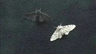 Peppered moth's genetic secret