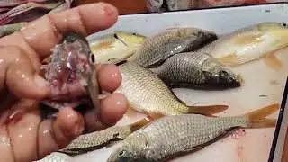 induced breeding in fish