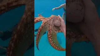 My octopus friend gave me a hug #shorts