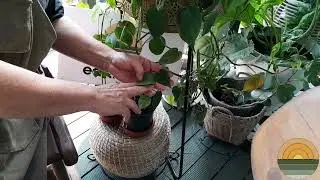 How to make Potassium Water with Earthfood