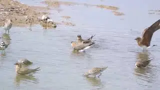 Swallow Plover 普通燕鴴
