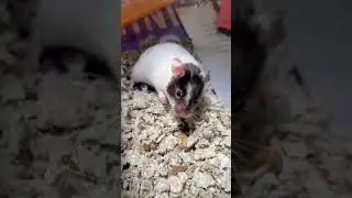 dicas sobre hamster ! #hamster #dicas #animais #banhoeotosa