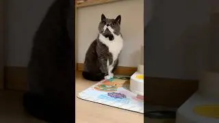 【resourceful cat】 Shocked Fatty to trip me up #cat #funny #pets