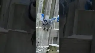 Beautiful Bluejay #corvids #bluejays