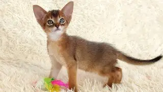 Funny Abyssinian cat playing with puzzles.