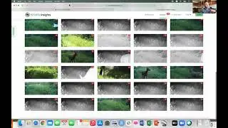How to Tag Wildlife on Wildlife Insights