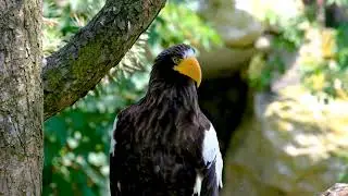 Pixabay.com videos Copyright Free videos 4k HD