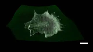 Gaussian Curvature Directs Stress Fiber Orientation and Cell Migration