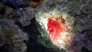 Electric file clam