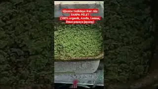 Ujicoba budidaya ikan nila TANPA PELET (100% organik, Azolla, Lemna, Daun pepaya jepang)