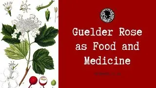 Guelder Rose as Food and Medicine - Viburnum opulus