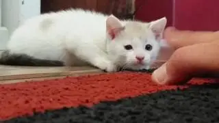 Killer kittens