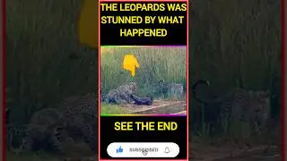 It ain't over till it's over. leopard vs honey badger #trendanimals #trending #wildlife #leopard