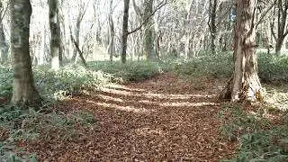 皿ヶ嶺散歩17 | Walking around Saragamine 17 (2025-11-23)