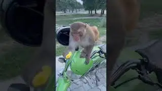 Monkey baby Reaction eating🐒 #shorts #monkeyfeeding #youtubeshorts #pets #feedingmonkey#animallover