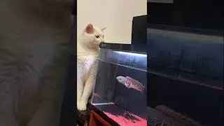 Golden Cobra Snakehead cat attacking #fishtank #cat #aquarium