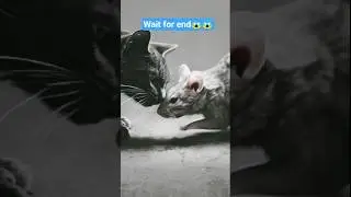 are they really friends#shorts#animals#ai#ai shorts #trending#music#cat#animation#fight