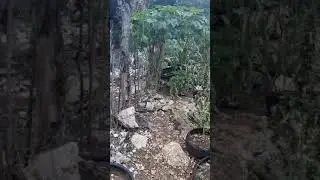 Inside Jamaica's Secret Ganja Gardens