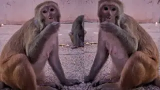 See the monkeys found in the park at night | Feed chickpeas to monkeys at night