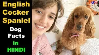 English Cocker Spaniel Dog Facts In Hindi : Popular Dogs : TUC