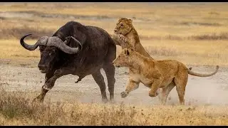 The Deadliest Cat on Earth isn't the Lion.Meet the Real King|Full Documentary