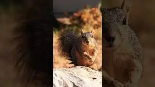 Squirrel Power #naturevideo #squirrelvideo
