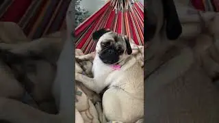 PUG THOUGHTS #letitsnow #snow #swaggypugs #pug #pugs