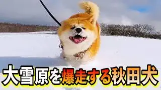 2026年、元旦と1月2日の”秋田犬びしゃもん”のお散歩