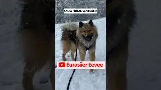Eurasier Dog ENJOYS Winter Wonderland Fun