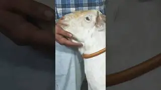 India's most beautiful white eyes Barbara breeder for sale. +91 85741 37383