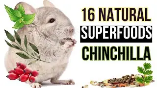 16 NATURAL Superfoods for Your Chinchilla, (Keep them healthy!!!)