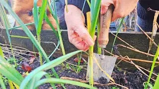 A Slow Day in the Garden | Harvesting Leeks, New Plants & Homemade Soup