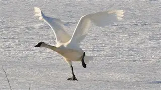 Trumpeter Swans Make Do! Little Water to Take Flight From, Swan Behavior, Cygnus buccinator